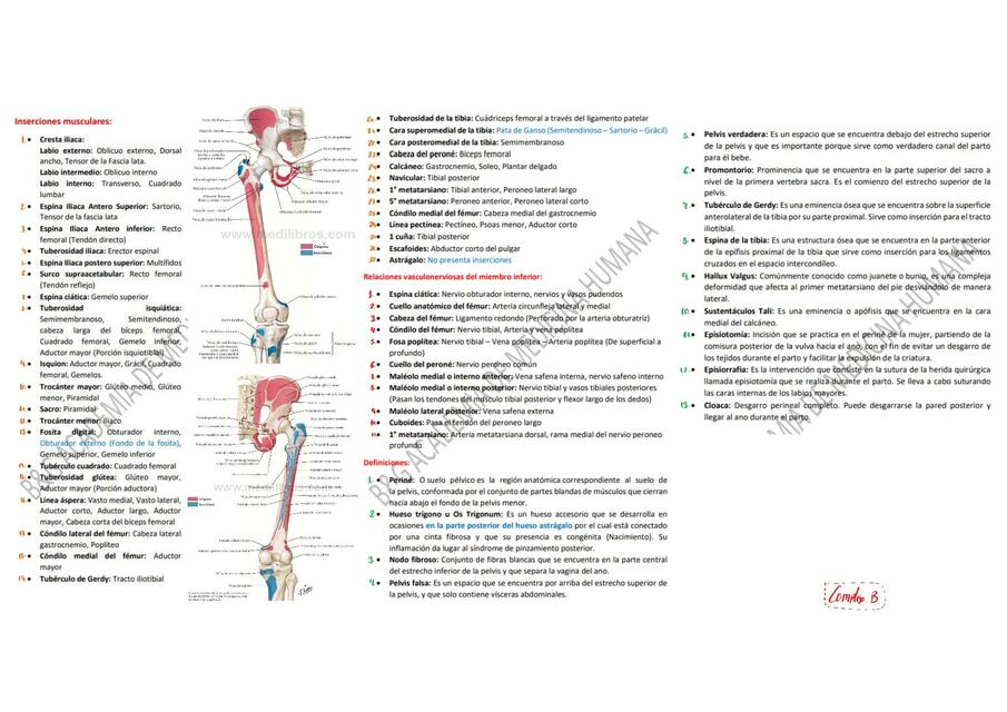 5.3. INSERCIONES MUSCULARES DEFINICIONES