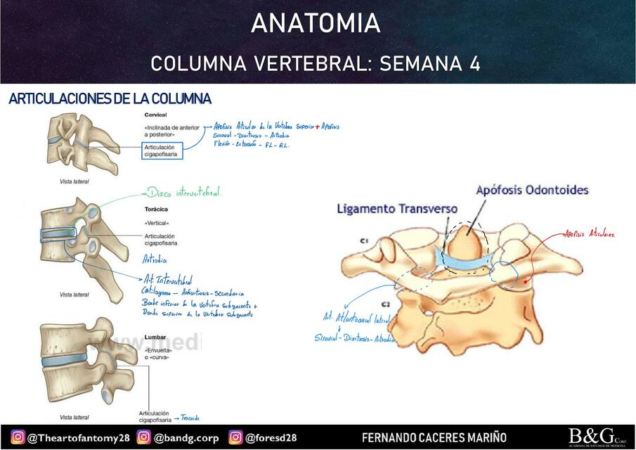 4.2. Columna vertebral