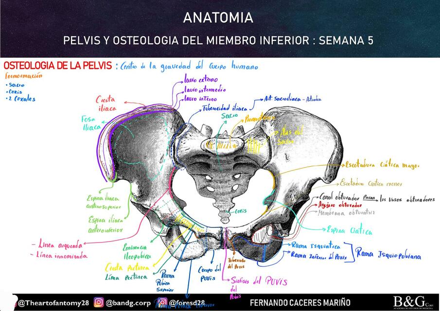 5.1. PELVIS Y OSTEOLOGIA DEL MIEMBRO INFERIOR