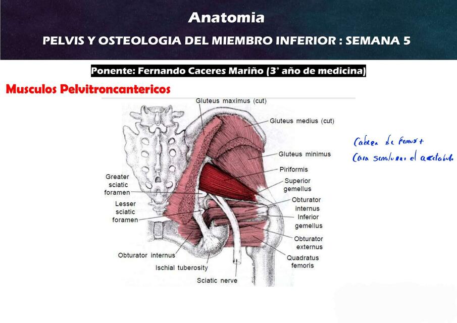 5.2. PELVIS Y OSTEOLOGIA DEL MIEMBRO INFERIOR