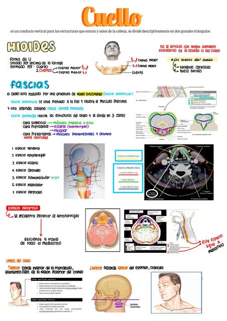 ANATOMIA Cuello