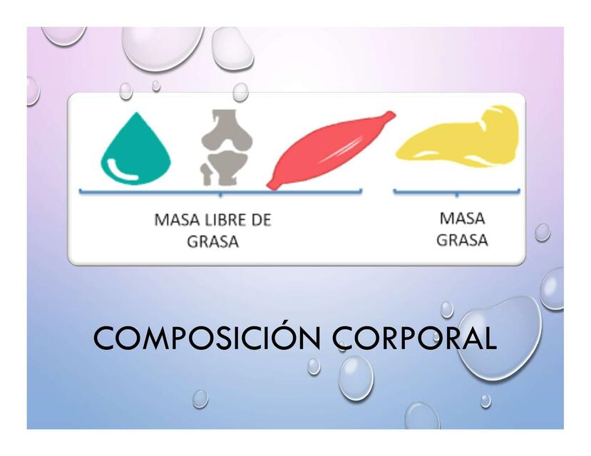 Composicion corporal