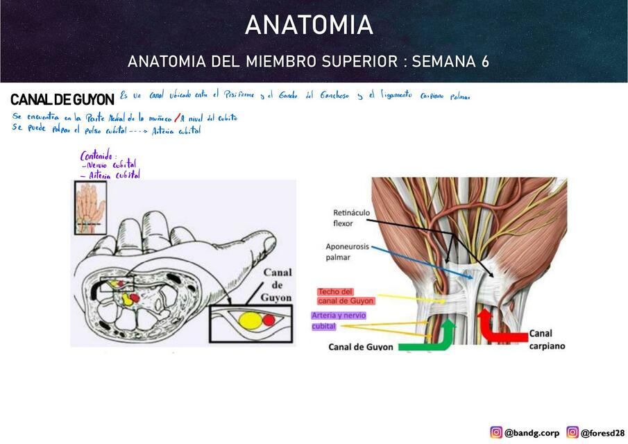 Anatomía del Miembro Superior