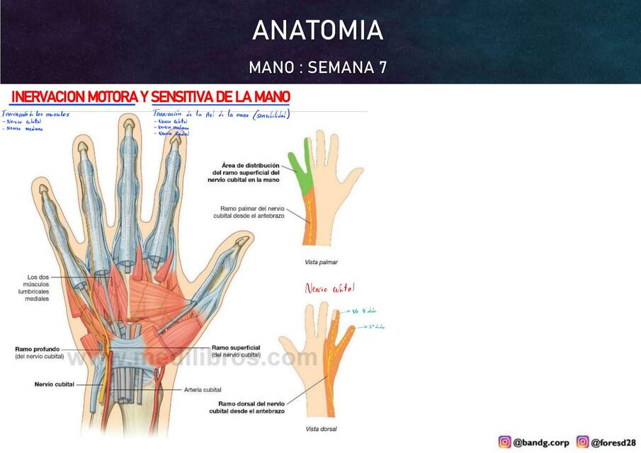 Mano 