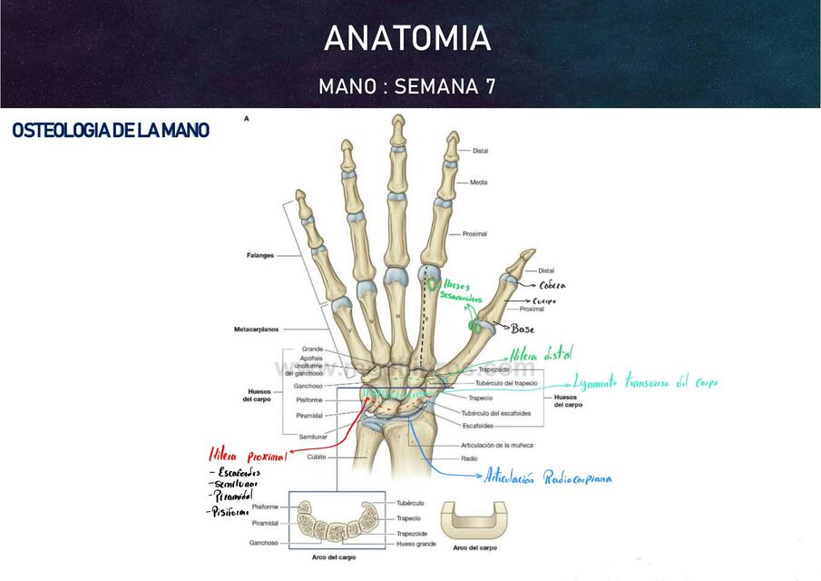 Mano