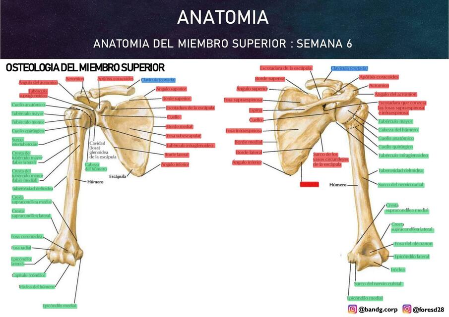 Anatomía del Miembro Superior 