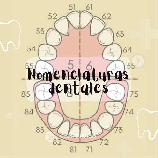 Nomenclaturas dentales