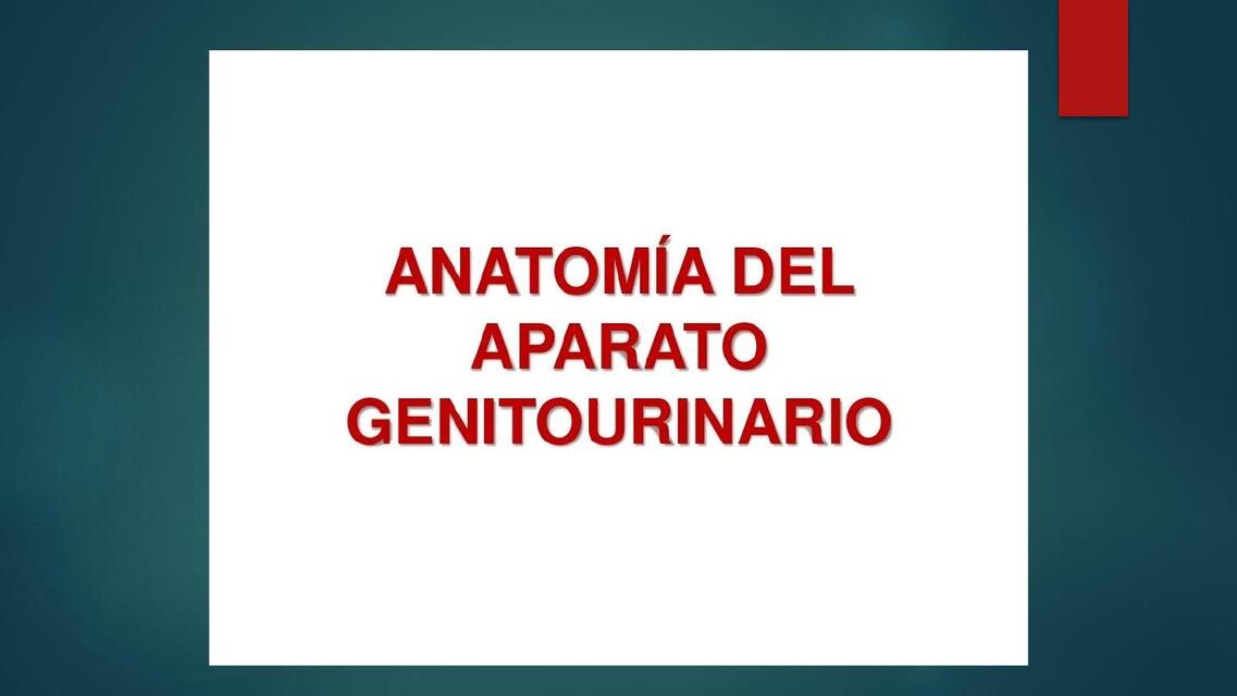 Anatomía del aparato genitourinario 