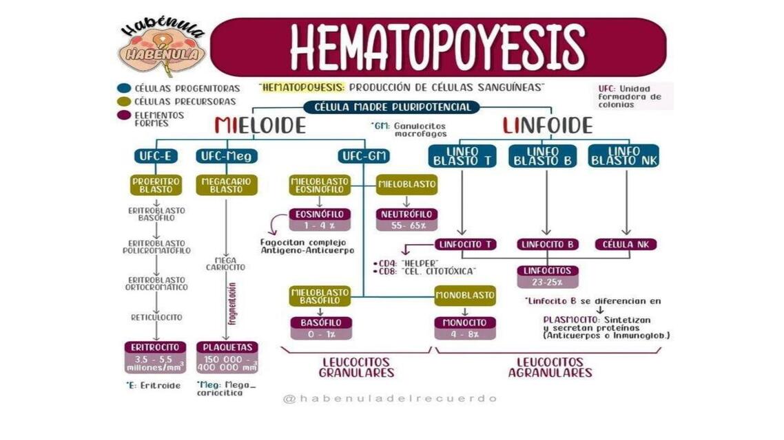 Mapa Hematopoyesis