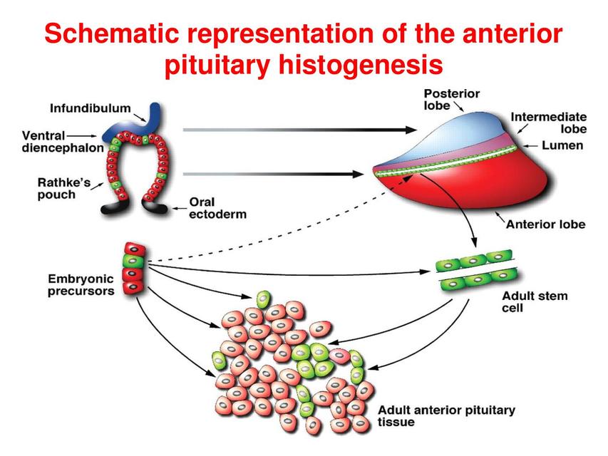 2Hipotalamo Hipofisis embriogenesis