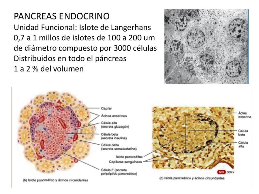 11pancreas insulina secrecion accion