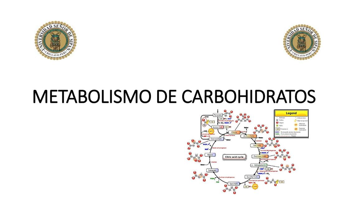 Metabolismo de carbohidratos