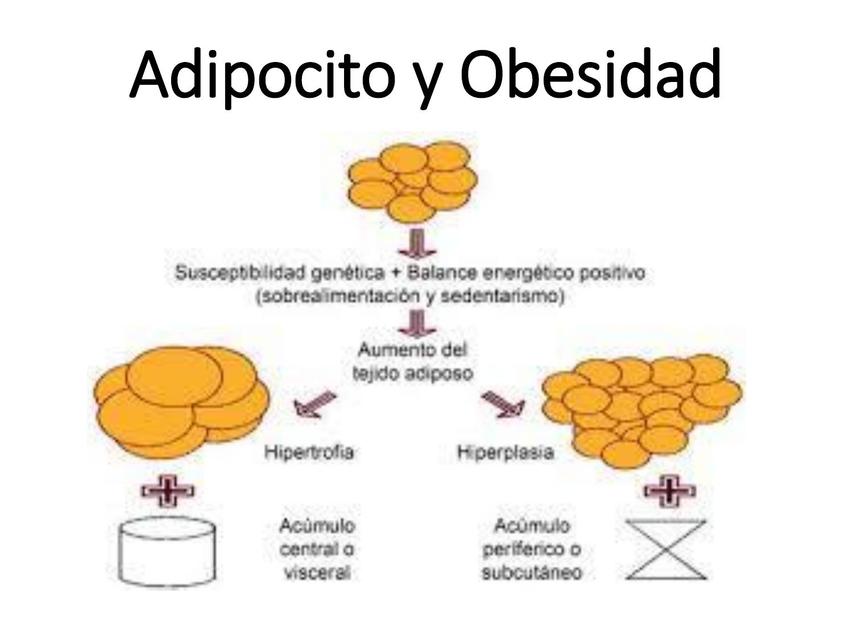 15adipocito y obesidad