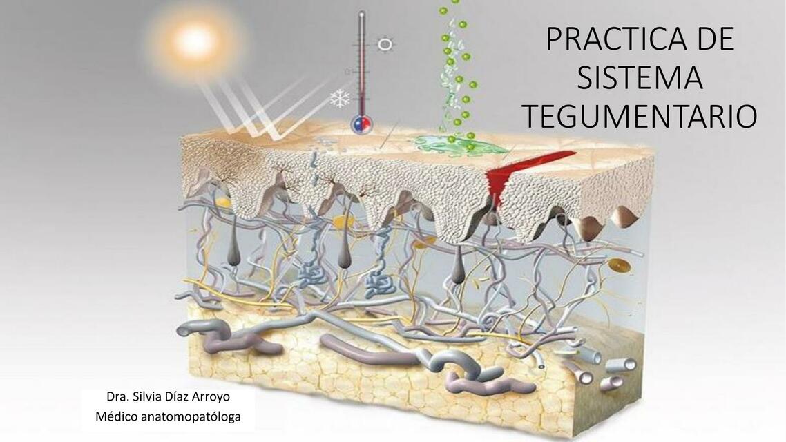 Práctica de Sistema Tegumentario 