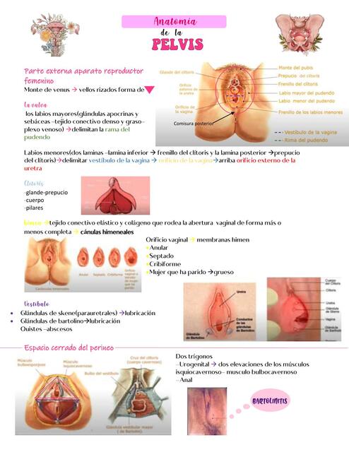 Anatomía de la pelvis 