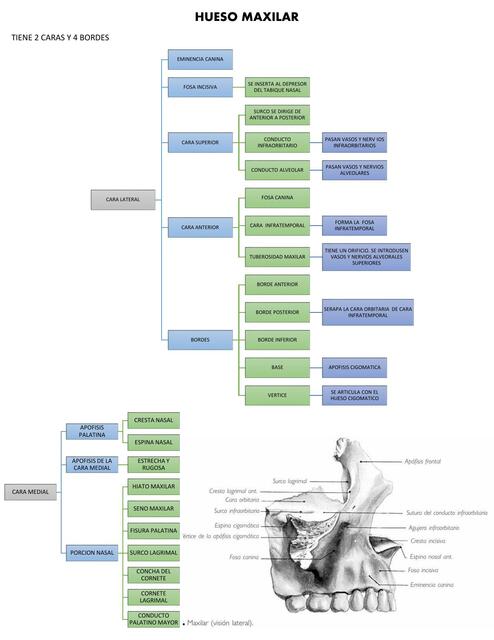 Hueso Maxilar 