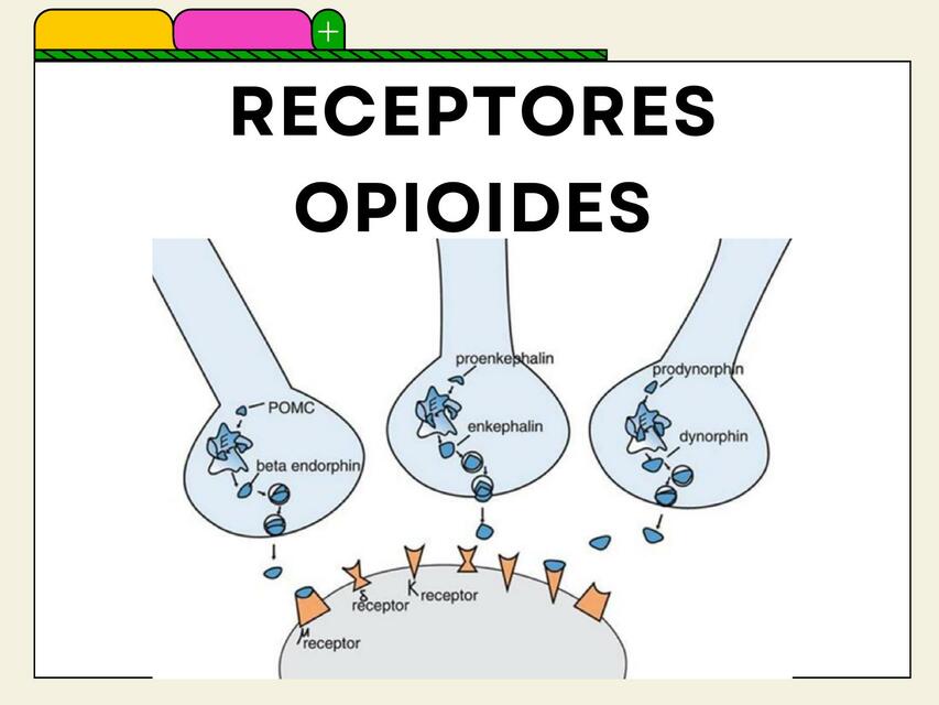 Receptores Opioides | mafer 8ah | uDocz