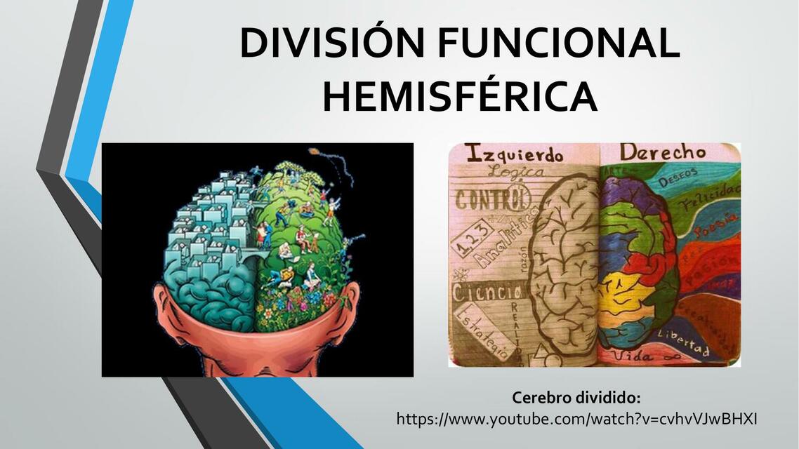 División Funcional Hemisférica 