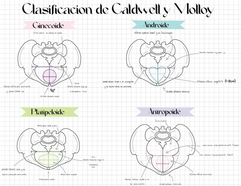 Clasificación de Caldwell y Molloy