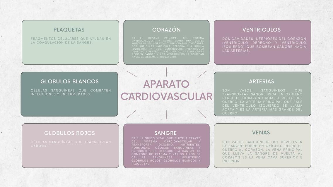 Aparato cardiovascular