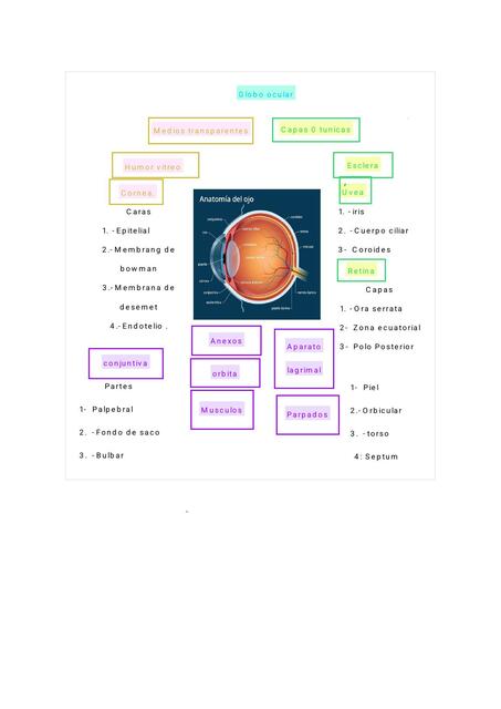 Globo ocular