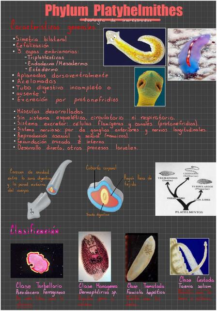 Phylum Platyhelmithes