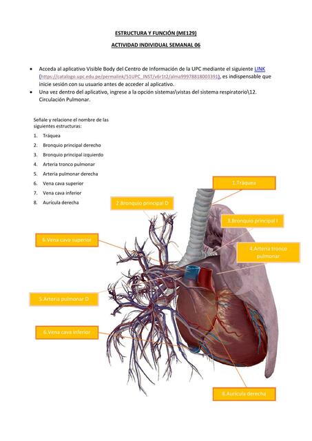 Sistema respiratorio | Ariam | uDocz