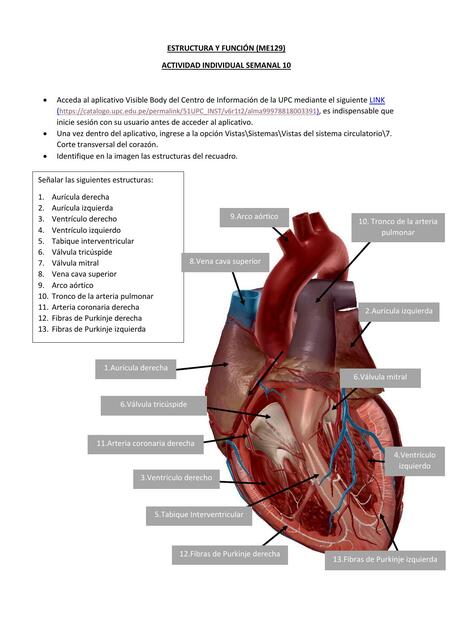 Estructura y función del corazón 