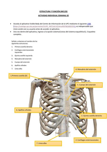 Estructura y función del sistema esquelético  