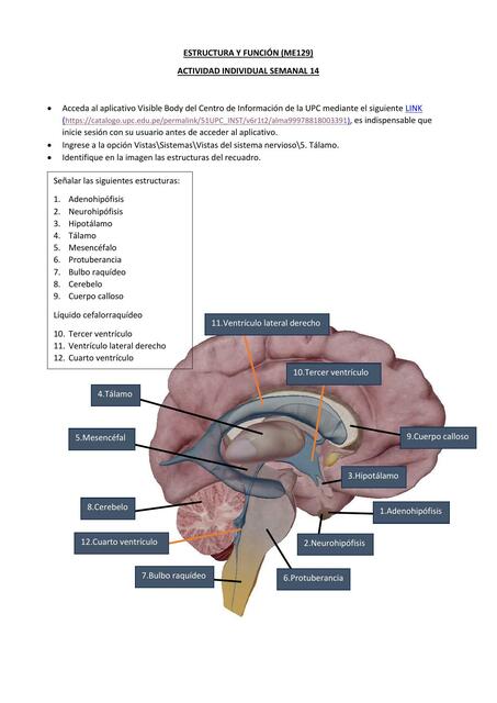 Estructura y función del cerebro 