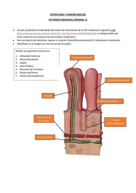 Estructura y función del intestino 