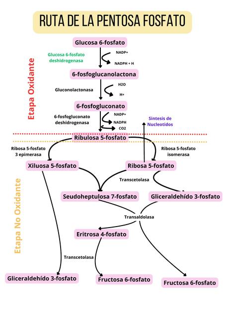 Ruta de la Pentosa Fosfato 