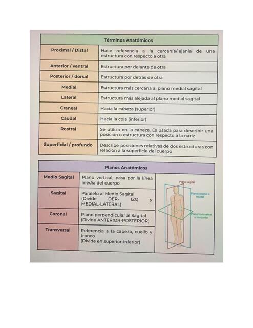 Términos anatómicos  