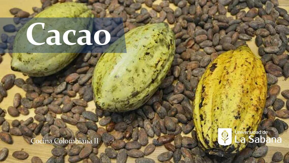 Cacao 