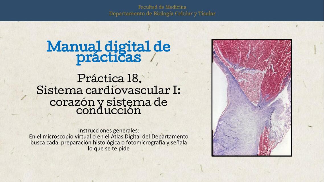 Práctica 18. Sistema cardiovascular I: corazón y sistema de conducción 