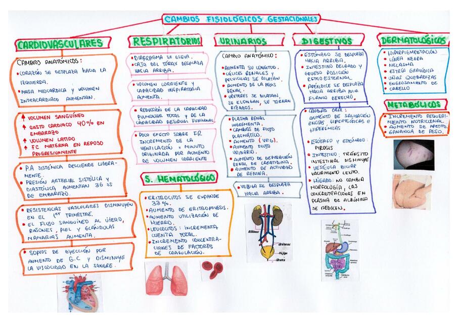 CAMBIOS FISIOLÓGICOS EN LA GESTACIÓN