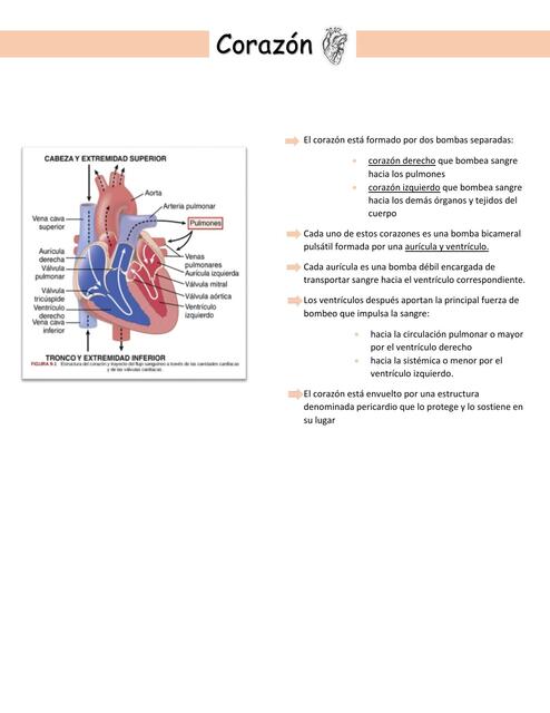 Corazón 
