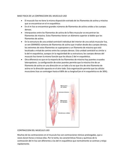 Base física de la contracción del músculo liso 