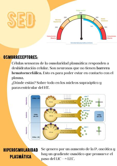 Mecanismo de la sed (resumen)