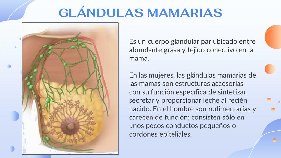 Glándulas Mamarias