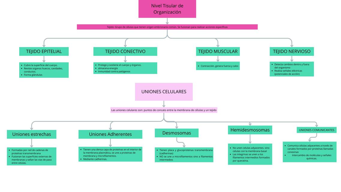 Tejidos morfologia 