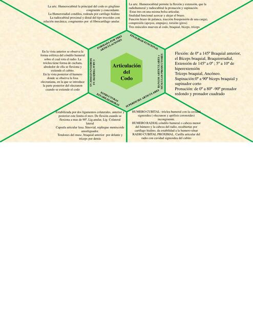 Articulación del codo