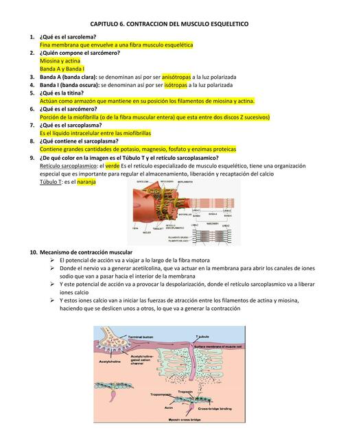 CONTRACCION MUSCULO ESQUELETICO Capitulo 6 Guyton