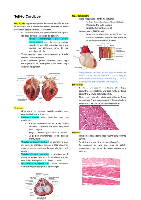 Tejido cardíaco 