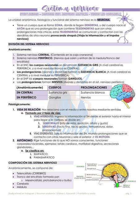 Sistema nervioso Anatomía Study Orimen en IG