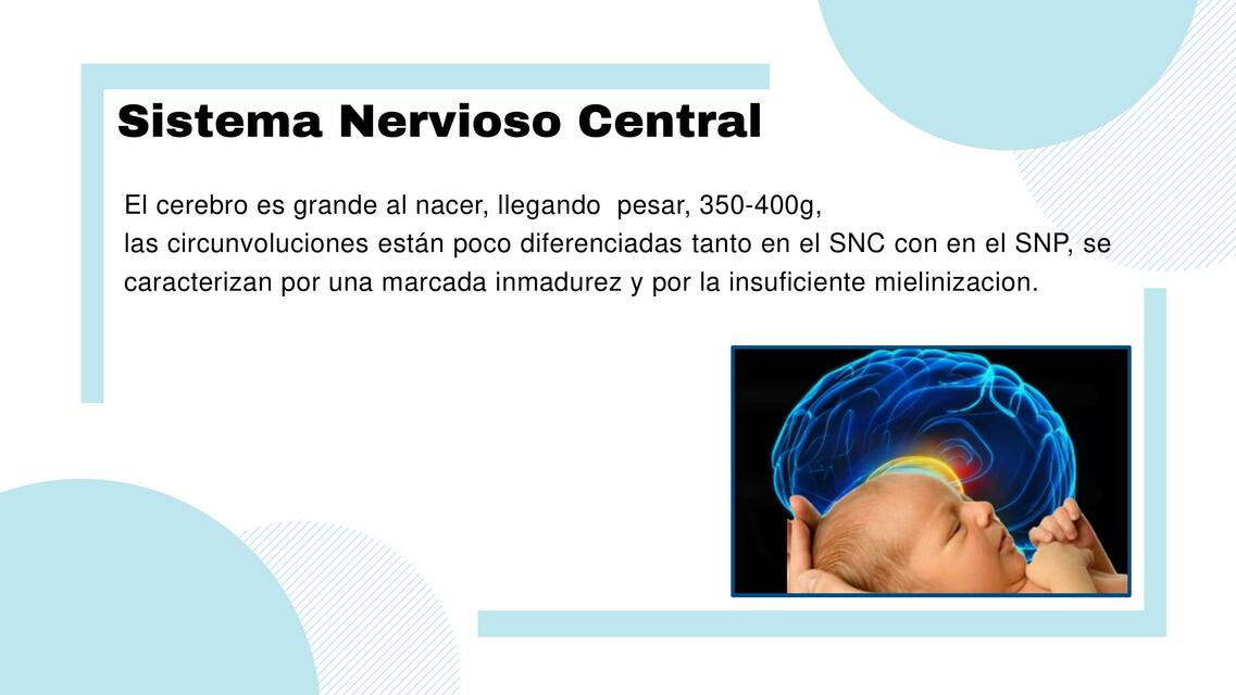 Sistema Nervioso Central 