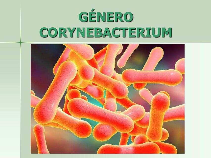 Género corynebacterium 