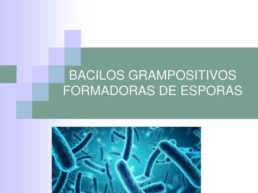 Bacilos grampositivos formadores de esporas 