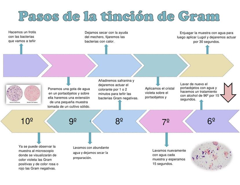 pasos de la tinción de Gram 