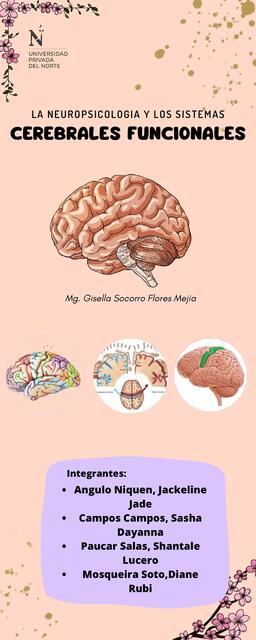 La neuropsicología y los sistemas cerebrales funcionales 